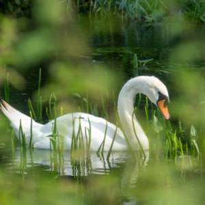 LNN update test story 15-03-2020 update 4